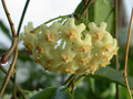 hoya arnottiana 01