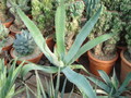 agave pedunculifera 4906