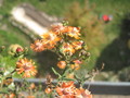 lampranthus kupfer orange 1231