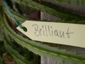 aporocactus brilliant 98357