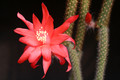 aporocactus mutter anna 0283