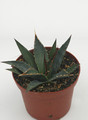 agave utahensis kaibabensis 8741