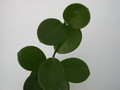 hoya coronaria 1429