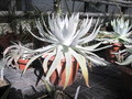 dudleya brittonii 6058