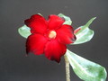 adenium shangri la 05