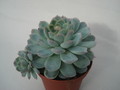 echeveria elegans 8297