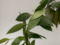 hoya gracilis 3917