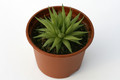 haworthia marumiana graaf reinet 7260