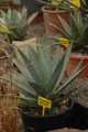 agave purpusorum 02