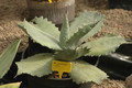 agave potatorum 02