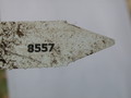 pseudorhipsalis himanthoclada horich rba216 2115