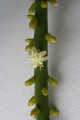 rhipsalis virgata 6586