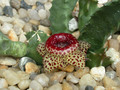 huernia guttata bethanie 02