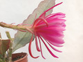eh epiphyllum society of america 146 03