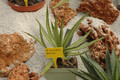 agave ornithobroma