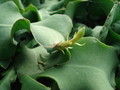 epiphyllum guatemalense monstrosa 9830