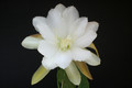 eh dolly madison 6210 8025