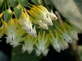 hoya multiflora 05