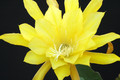 eh daniels golden splendor 6054 4715