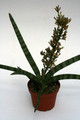 sanseveria cylindrica 2632