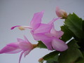 schlumbergera thor pandora 1561
