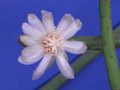 rhipsalis neves armondii 1759.jpg