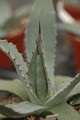 agave flexispina parral 8690