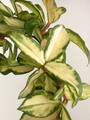 hoya carnosa melanie 3922