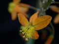 bulbine frutescens hallmark 06