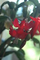 schlumbergera x buckleyi george g 13