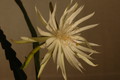epiphyllum pumilum phasen 2302