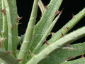 hechtia sp 01