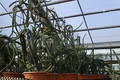 selenicereus grandiflorus koenigin 0010115