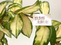 hoya carnosa melanie 3925