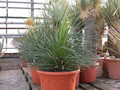 agave geminiflora 01