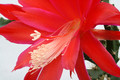 aporocactus luzifer paetz 6853