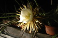 selenicereus coniflorus 1372