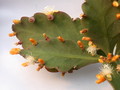rhipsalis pachyptera 2045