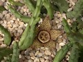 orbea variegata helle bluete 02