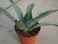 agave avellanidens 4897