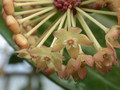 hoya polystachya 0135 03