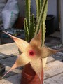 stapelia ambigua eret 02