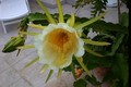 hylocereus undatus 0001