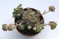 echeveria prolifica 7955