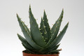 aloe peglerae 8824