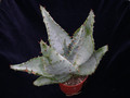aloe ferox 01