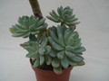 echeveria howeyi 8326