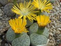 lithops pseudotruncatella alpina c68 02