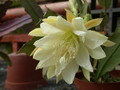 eh judy c 7257 321