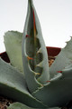 agave desertii apache trail az 0176